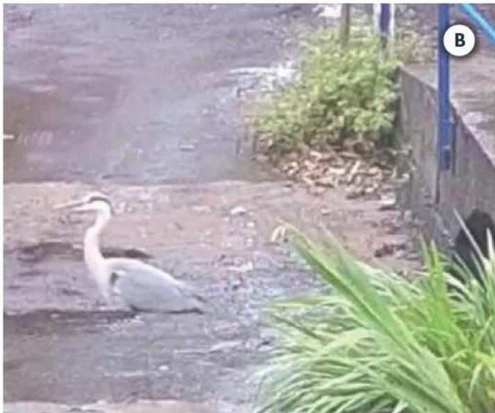 photograph from page 22