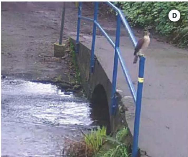 photograph from page 22