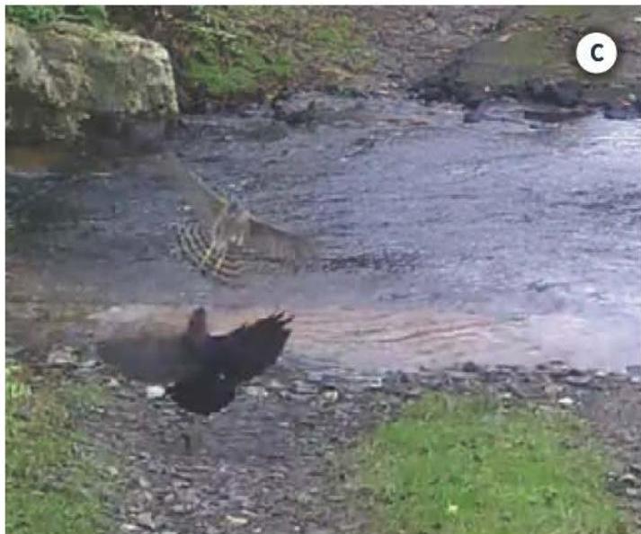 photograph from page 22