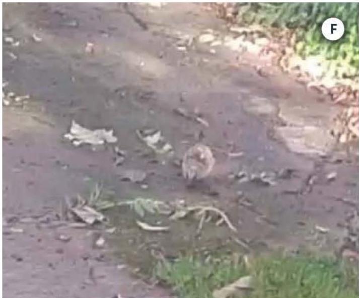 photograph from page 22