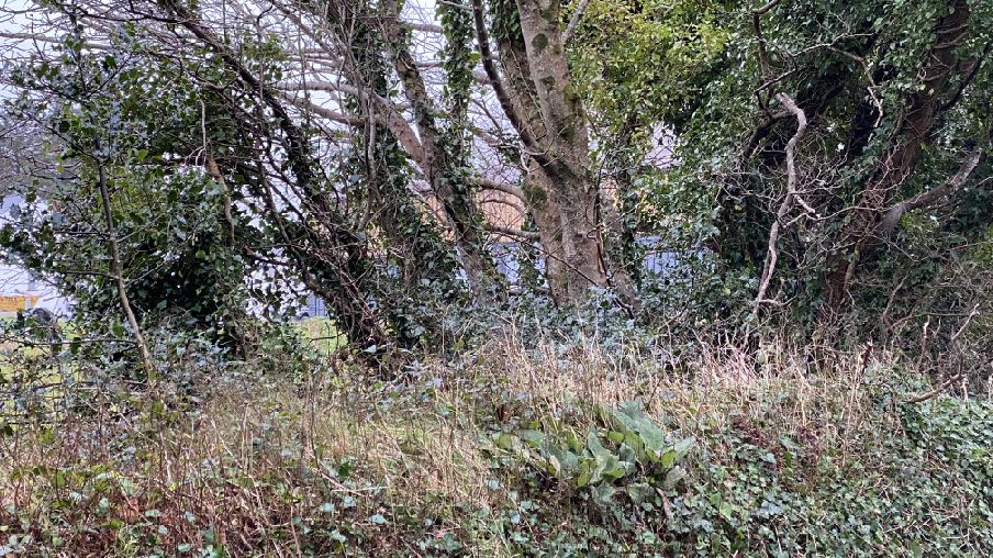 photograph from page 12