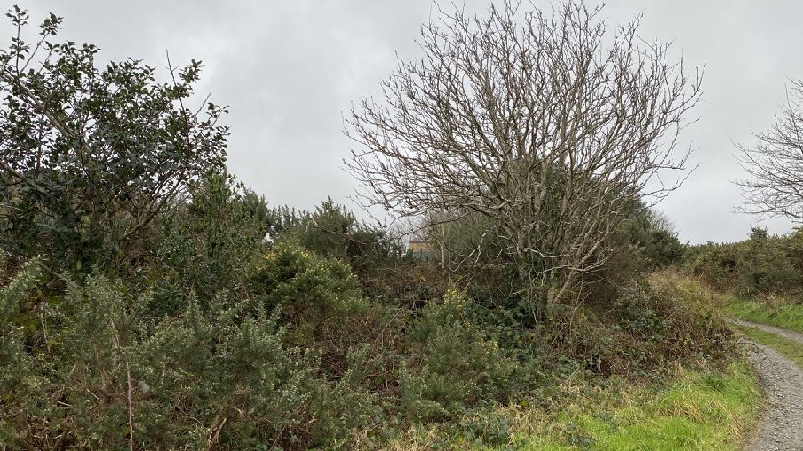 photograph from page 13