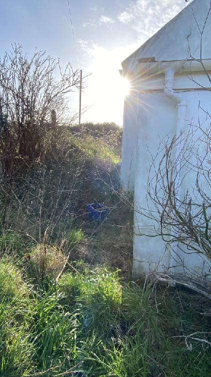 A photograph showing the side of a white building surrounded by overgrown vegetation and bushes, with bright sunlight creating a lens flare.