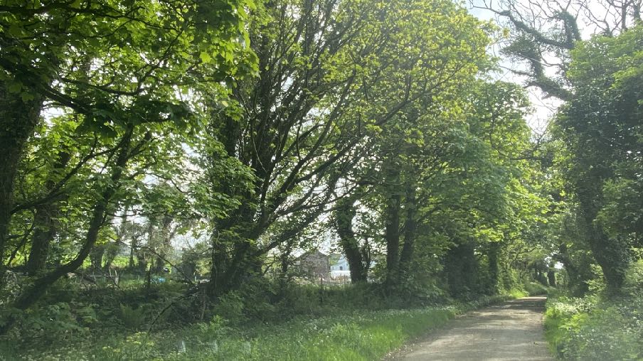 photograph from page 16