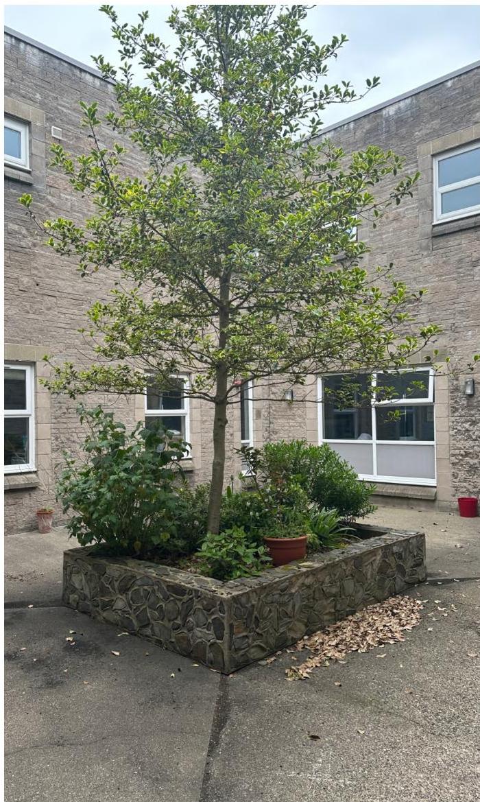 A photograph showing a stone planter box containing a tree and shrubs situated in a paved courtyard area next to a stone building.