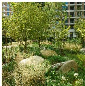 A photograph showing a landscaped courtyard area featuring young trees, grasses, and large rocks, with a multi-story building visible in the background.