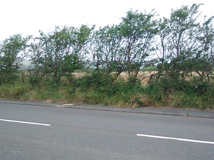 photograph from page 12