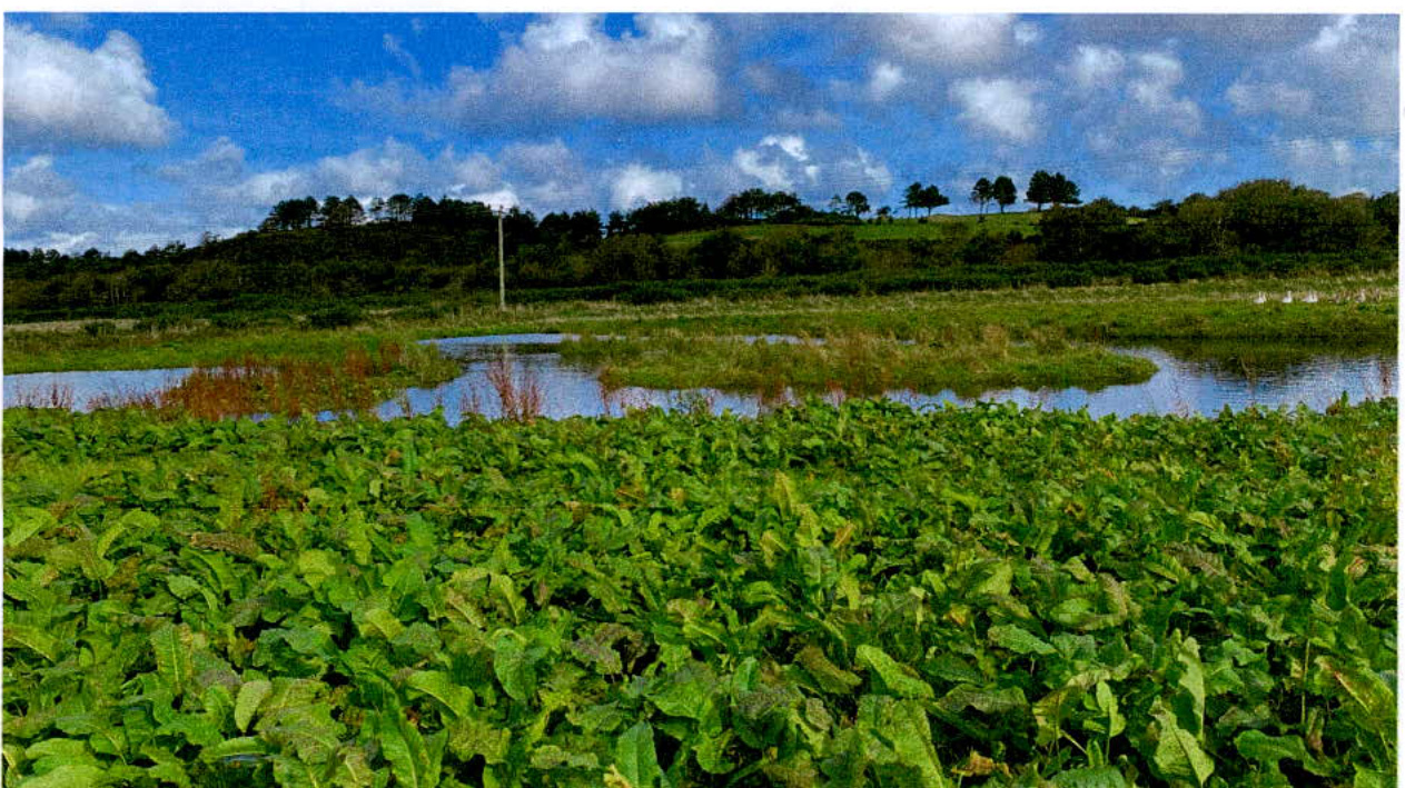 photograph from page 5