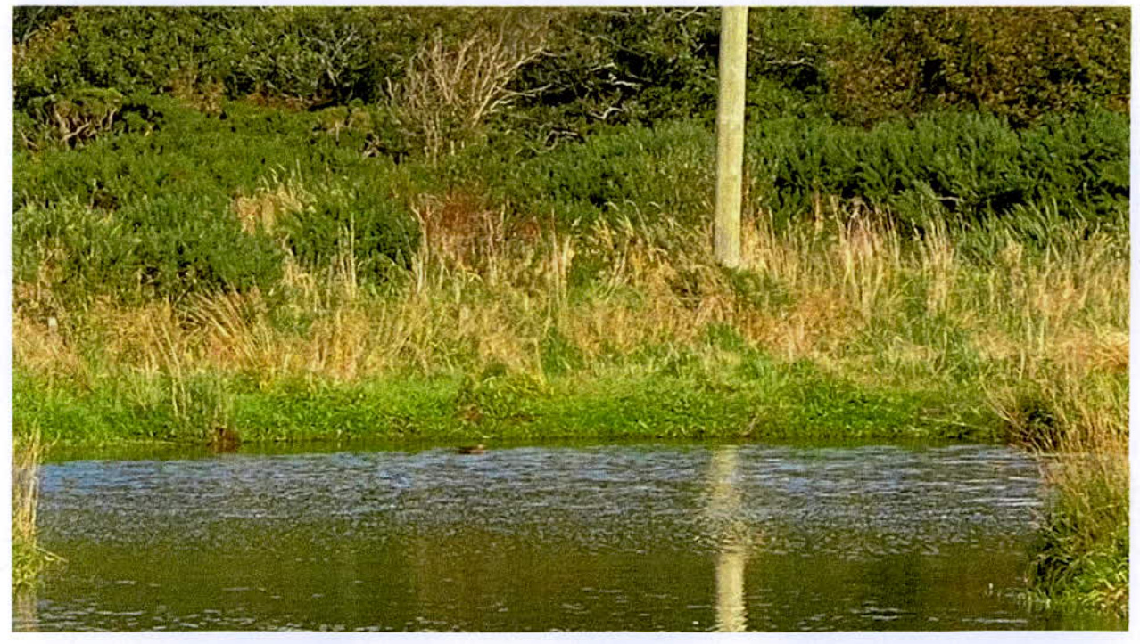 photograph from page 6