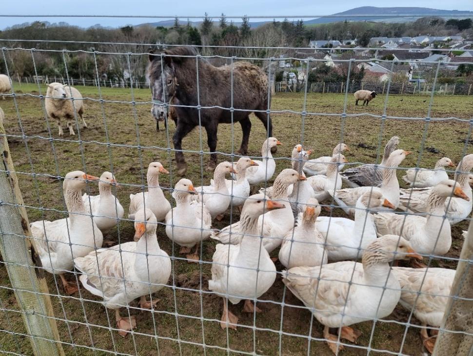 photograph from page 1