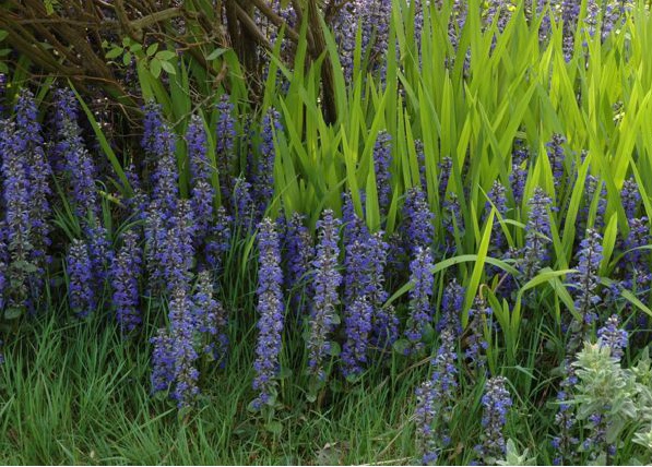 A close-up photograph of a garden bed featuring tall purple flowering plants and bright green grass-like foliage.