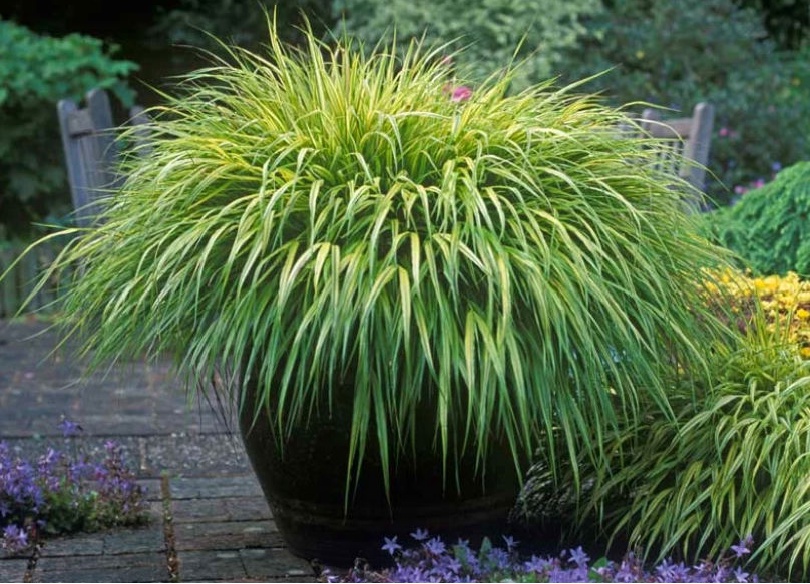 A photograph showing a large ornamental grass plant in a dark pot situated on a paved patio area with a wooden fence in the background.