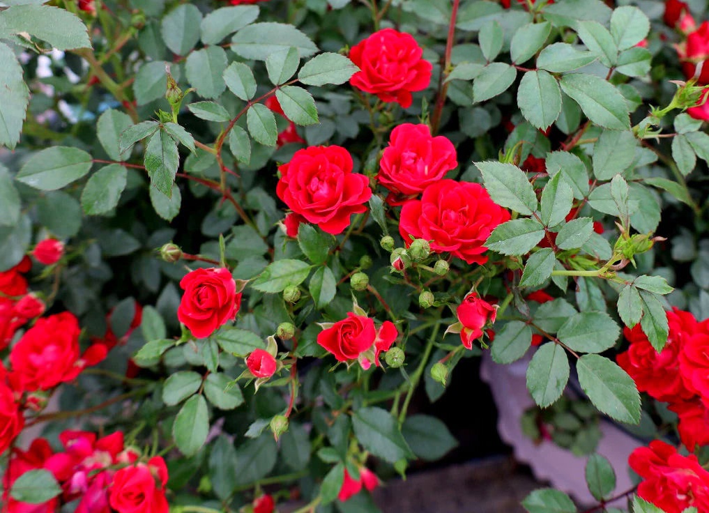 A close-up photograph of red roses in bloom with green foliage, likely illustrating soft landscaping.