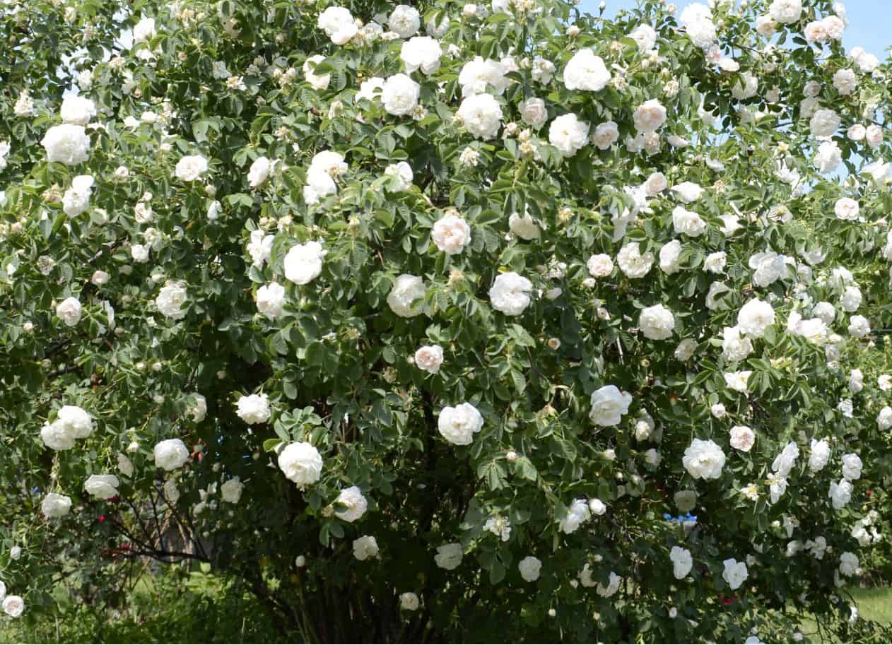 A close-up photograph of a large, dense bush covered in white flowers, likely a rose bush or similar shrub, representing existing soft landscaping.