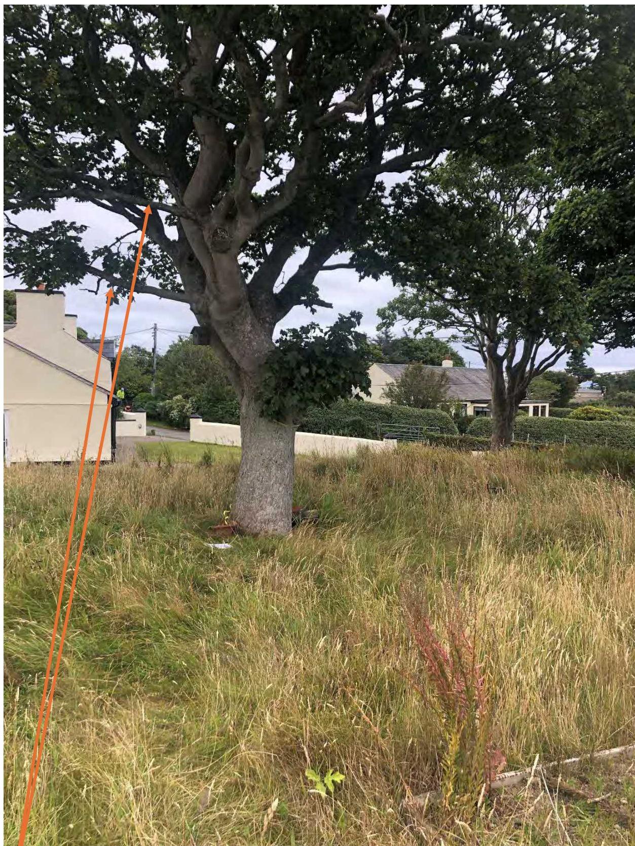 A photograph of a grassy plot of land featuring a large tree in the foreground and residential houses in the background. Orange surveyor poles or arrows are visible, likely indicating height or measurement points.