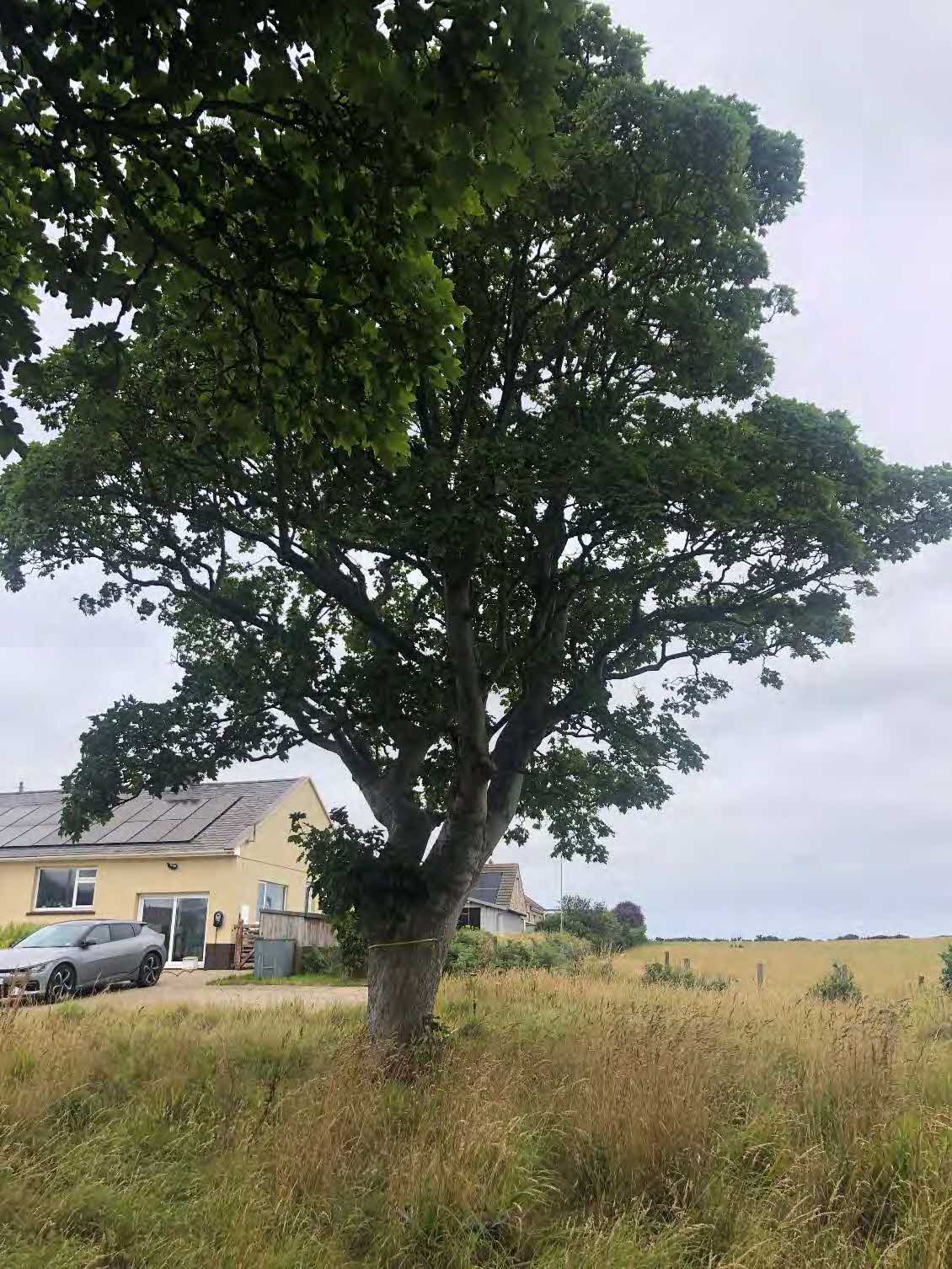 A photograph showing a large tree in the foreground with a single-story house and solar panels visible in the background, set against a rural landscape.