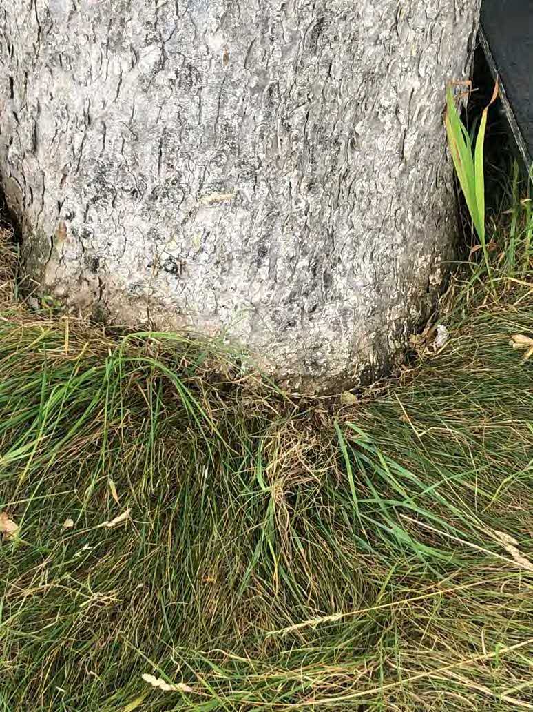 A close-up photograph showing the base of a large tree trunk with rough grey bark, surrounded by grass and vegetation.