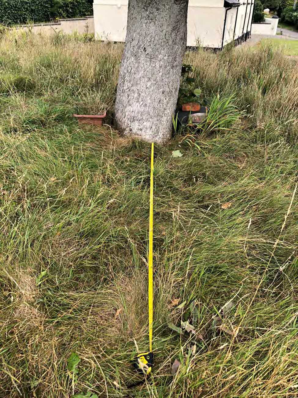 A photograph of a grassy plot of land featuring a large tree trunk and a yellow measuring tape extended on the ground, with a white building visible in the background.
