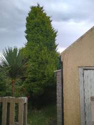 A photograph showing the side of a rendered building, a wooden fence, and garden vegetation including a tall conifer tree.