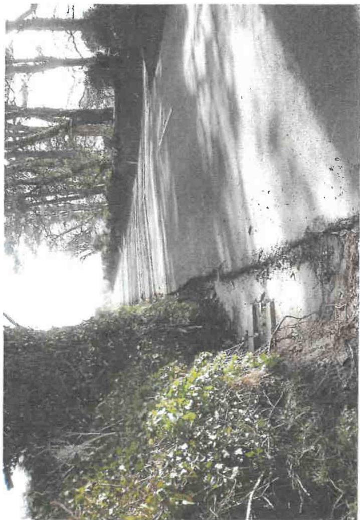 A grainy, rotated photograph showing a tall white wall or building side with dense vegetation in the foreground.