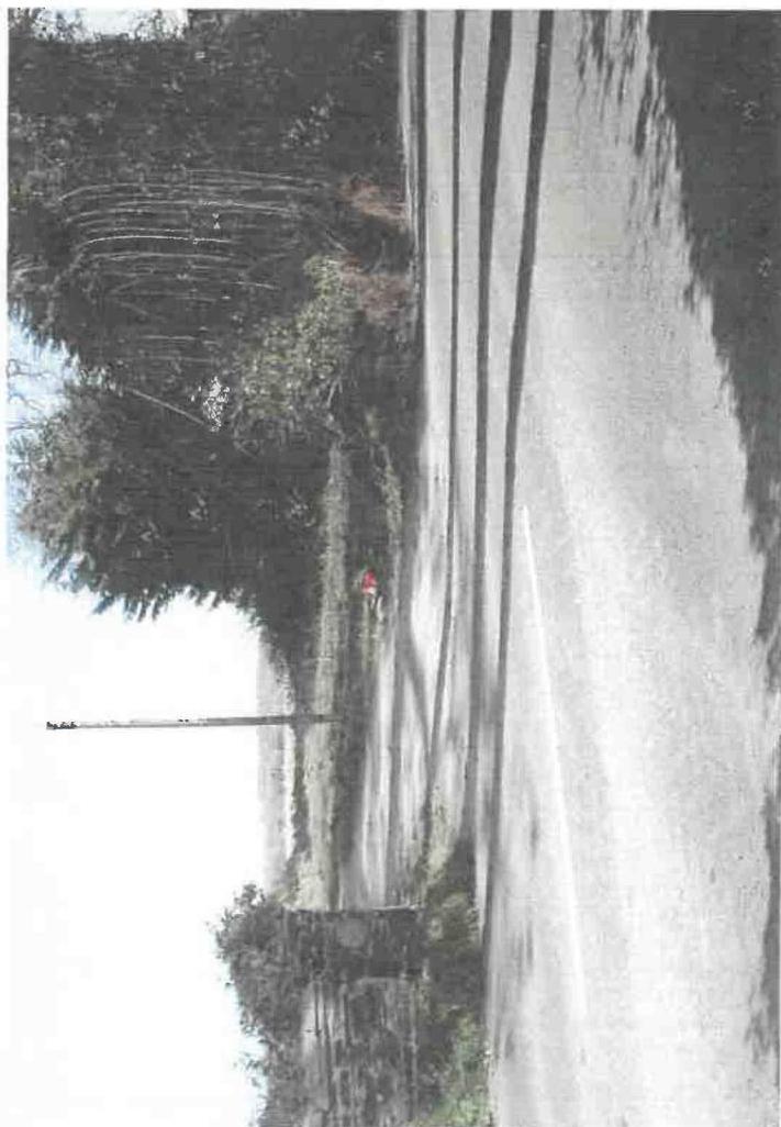 A rotated, grainy photograph showing a paved road edge with dense trees and vegetation on one side.