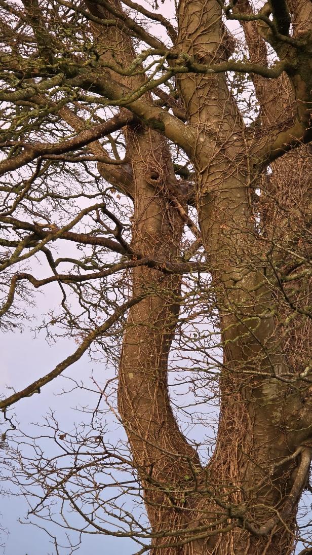 A close-up photograph of a large tree trunk covered in ivy, showing a potential bat roost hole in the bark.