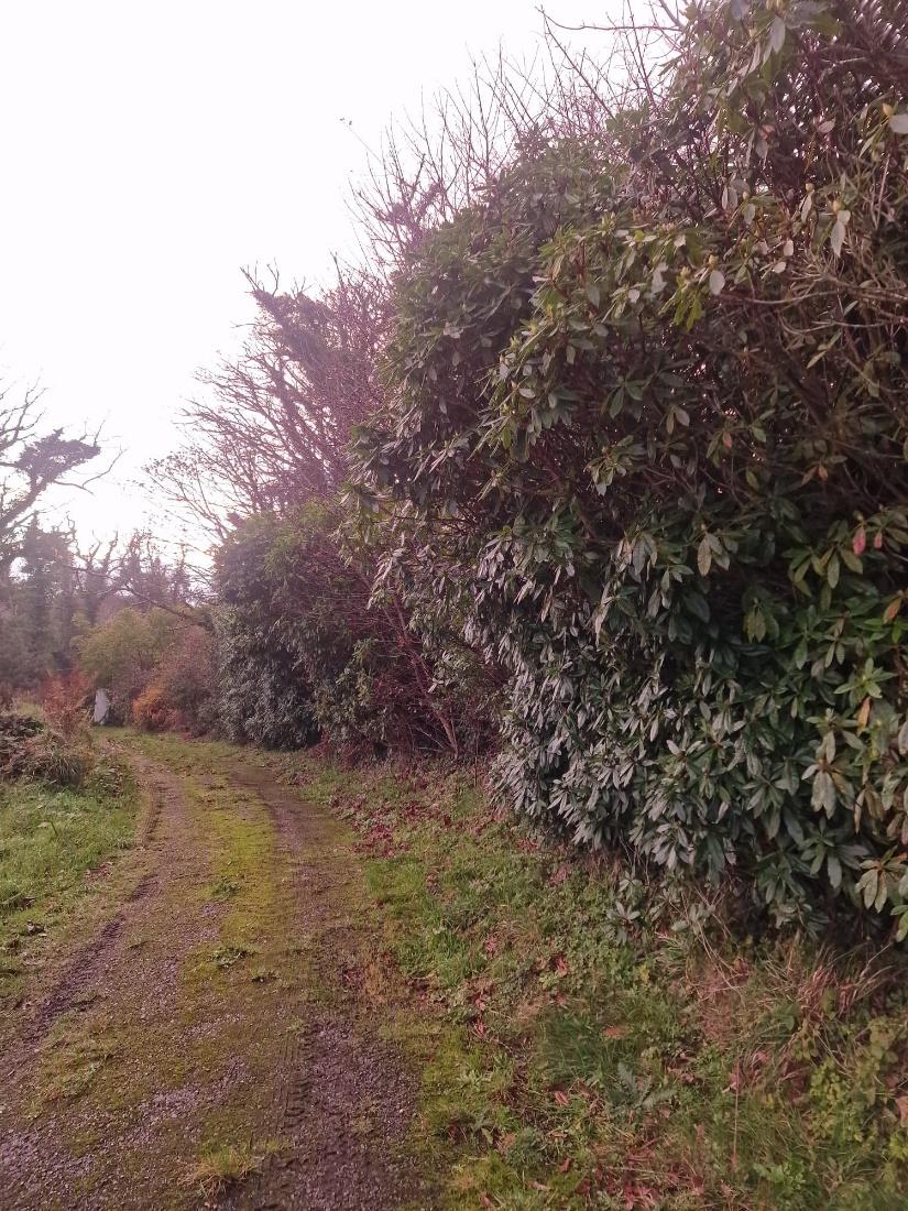 A photograph showing a dirt track running alongside dense vegetation and trees under an overcast sky.