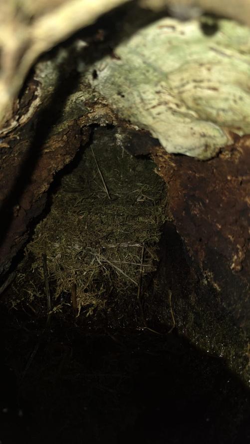 A close-up photograph showing the interior of a dark cavity, likely a tree hollow or wooden crevice, containing moss and fibrous material.