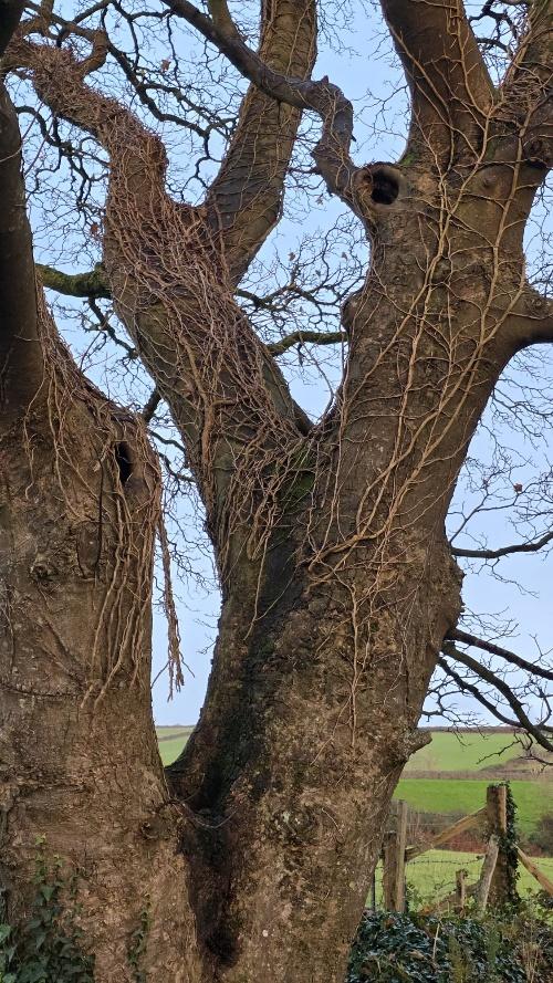 A close-up photograph of a large, mature tree trunk and branches covered in ivy, showing natural hollows and cavities against a rural background.