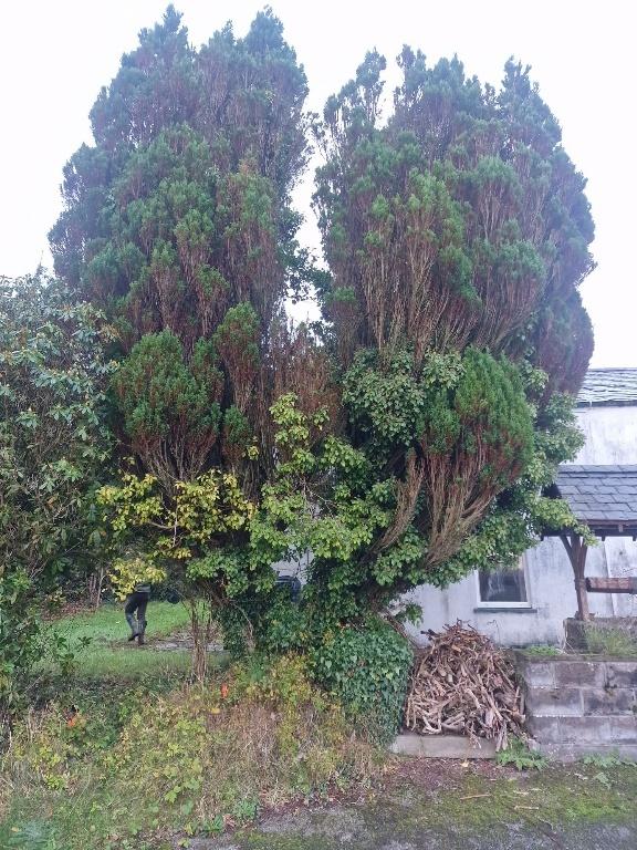A photograph showing a garden area dominated by two large coniferous trees with a white building partially visible in the background.