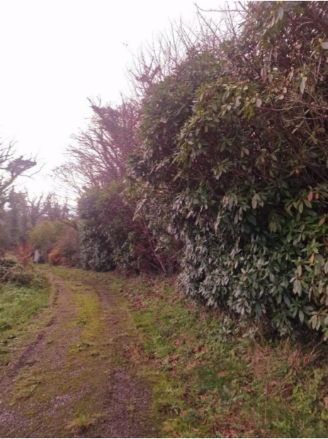 A photograph showing a dirt track or path running through a grassy area, bordered by dense hedges and trees on either side.