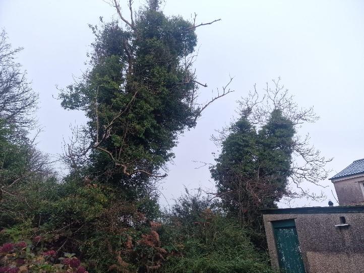 A photograph showing a large, overgrown evergreen tree or hedge with dead branches, alongside the corner of a building with a green door.