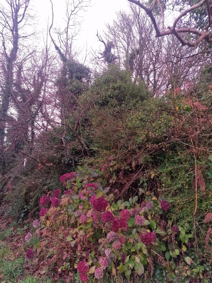 A photograph showing dense vegetation including bare trees and bushes with purple flowers, likely depicting a garden boundary or wooded area.