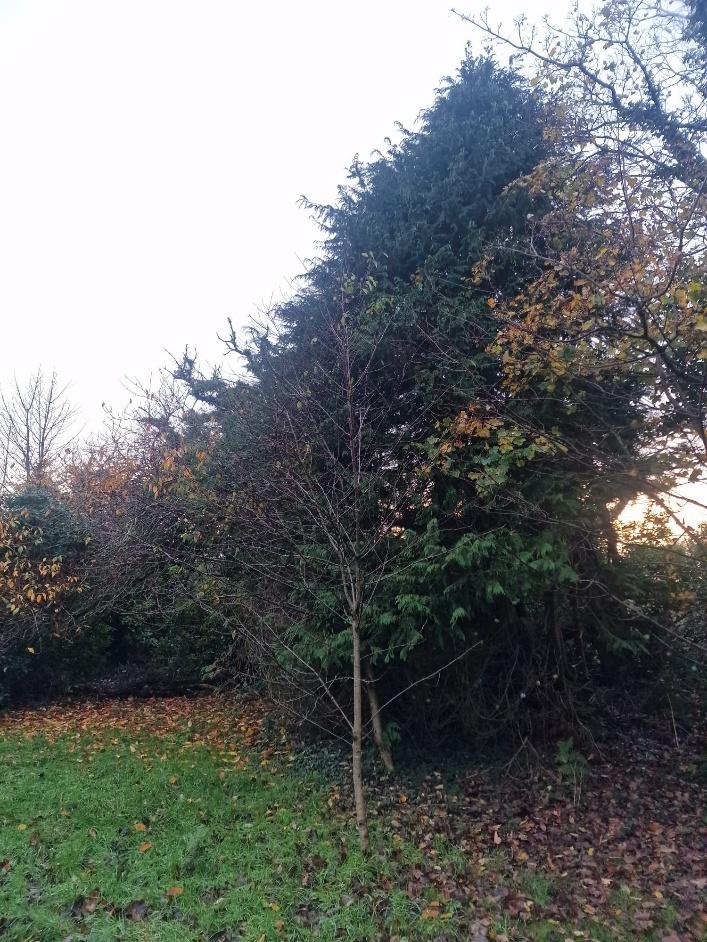 A photograph showing a grassy area covered in fallen leaves with a large evergreen tree and smaller deciduous trees in the background.