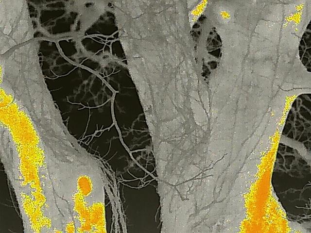 A close-up thermal or infrared image of tree trunks and branches, likely used for a bat roost survey.