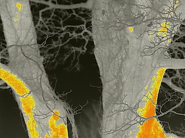 A close-up image of tree trunks with yellow highlighted areas, likely indicating potential bat roost sites in the bark crevices.