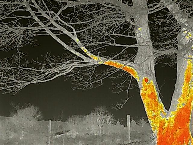 A thermal infrared photograph of a large tree at night, displaying heat signatures on the trunk and branches.