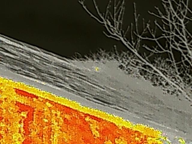 A thermal imaging photograph showing heat distribution on a roof surface with tree branches visible above.