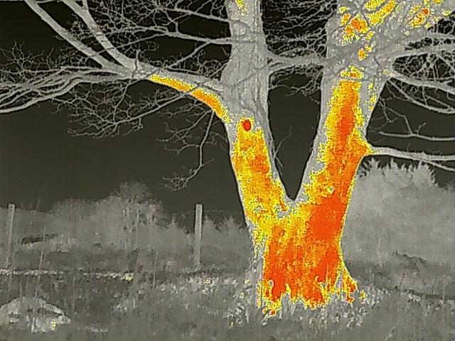 A thermal imaging photograph of a large tree trunk and branches, showing heat distribution against a rural background.