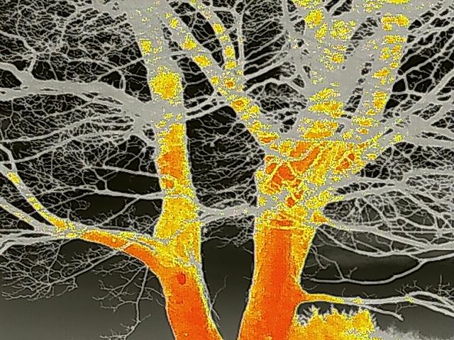 A false-color thermal image showing the trunk and bare branches of a large tree, likely used for a bat roost survey.