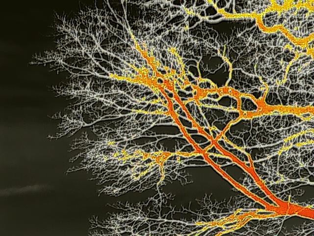 A false-color image of tree branches, likely a thermal or structural scan used for a bat roost survey.