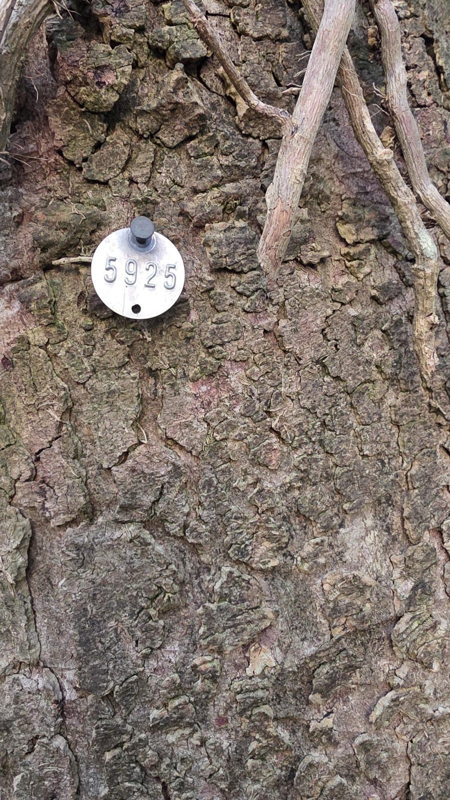 A close-up photograph of rough tree bark featuring a circular metal tag numbered 5925 attached to the trunk.