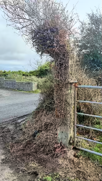 photograph from page 6