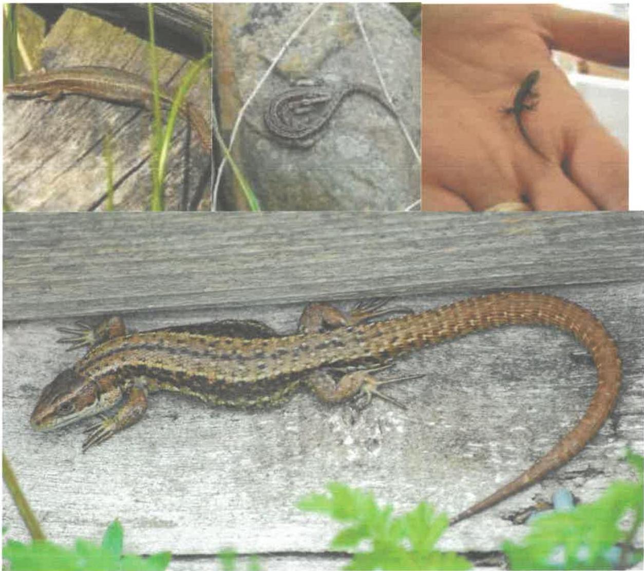 photograph from page 8