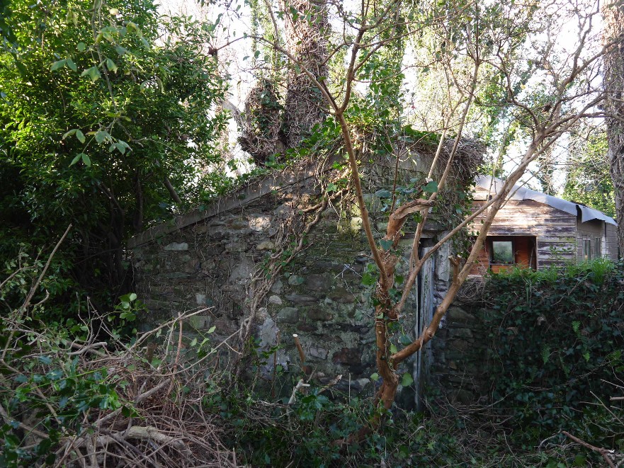 A photograph showing an overgrown stone boundary wall covered in ivy and vegetation, with a wooden shed visible in the background.