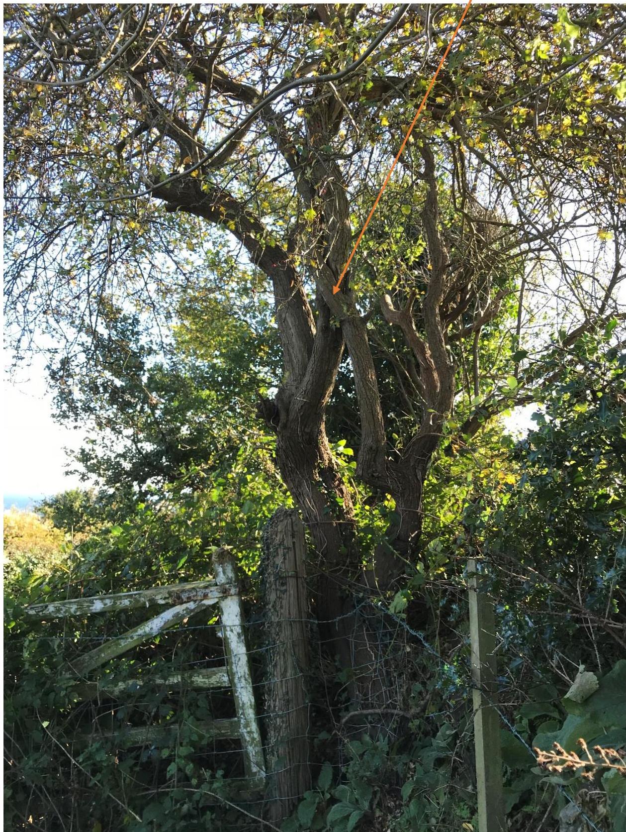 A photograph showing a large tree with an orange arrow pointing to a branch, situated behind a wooden fence and gate in a rural setting.