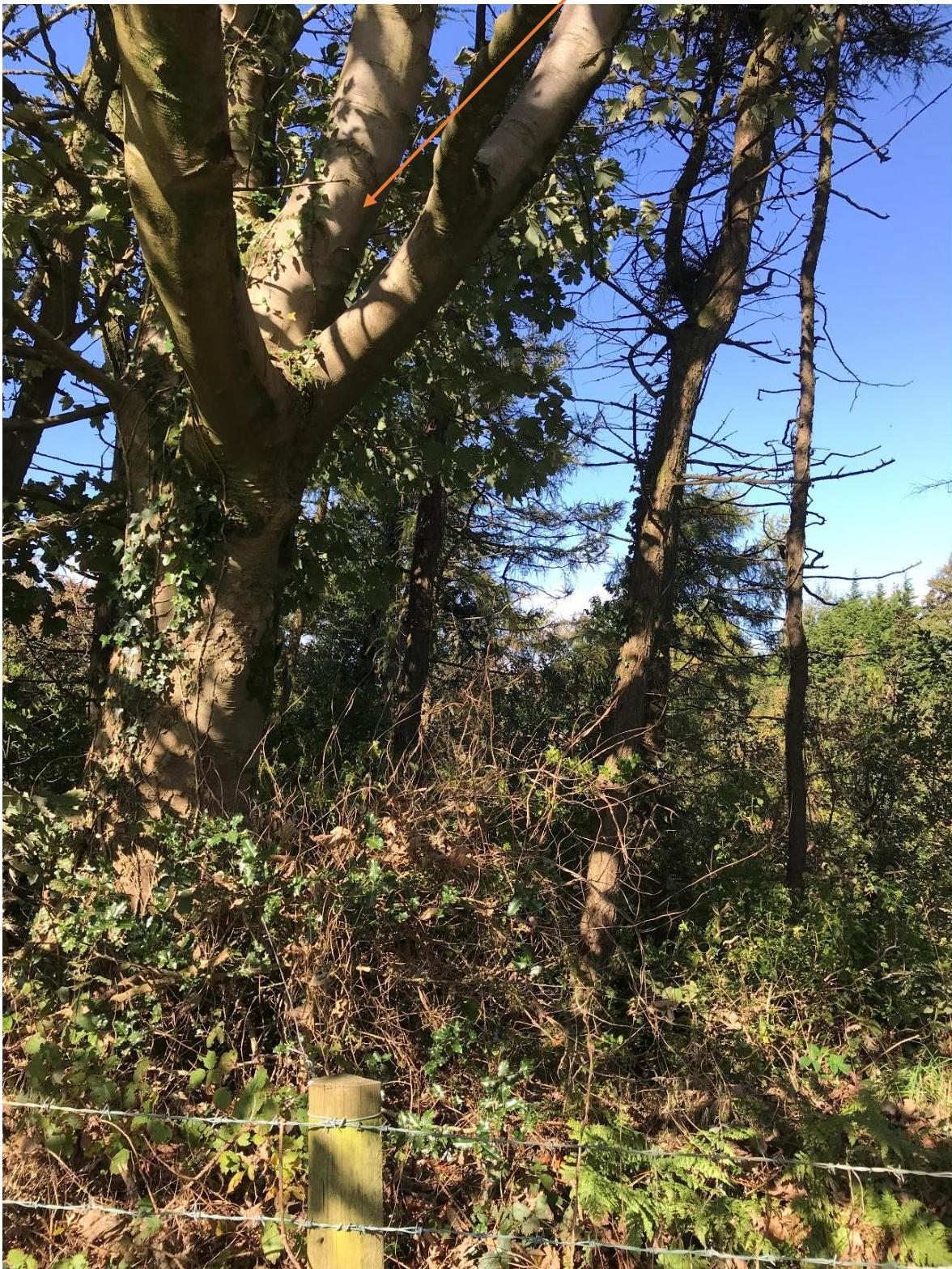 A photograph showing a large tree with an orange arrow pointing to a branch junction, likely illustrating a specific feature for tree protection measures.