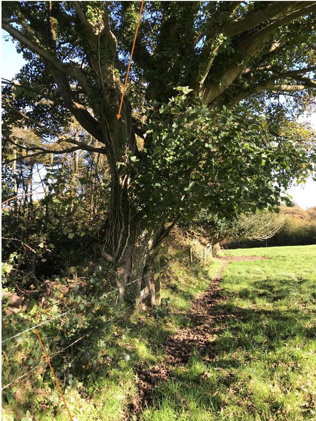 A photograph showing a large tree with orange arrows indicating specific areas, set against a rural field background.