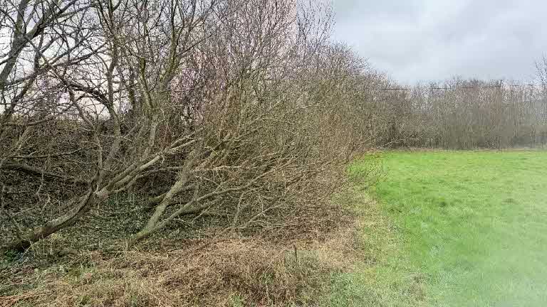 A photograph showing a grassy field bordered by a dense thicket of bare trees and bushes.